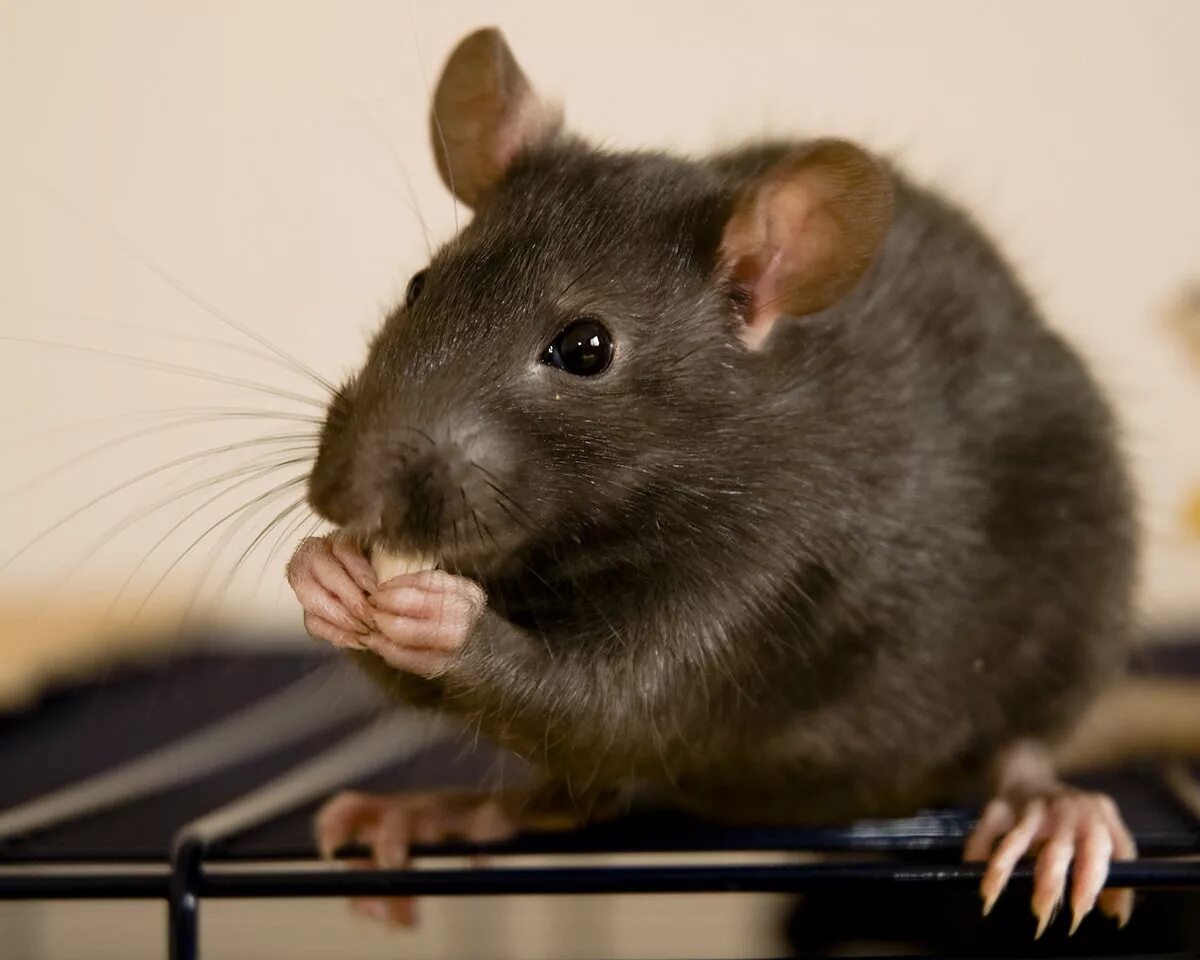 Крупные мыши. Крыса Дамбо агути. Крыса Дамбо вельветин. Крыса Дамбо черная. Крыса Дамбо капюшоновая.