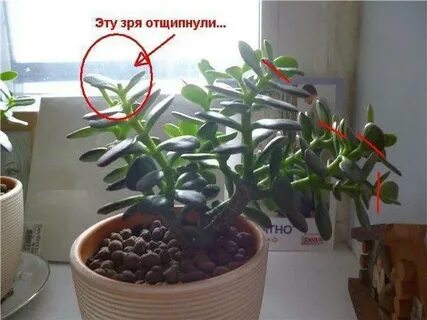 Что делать если денежное