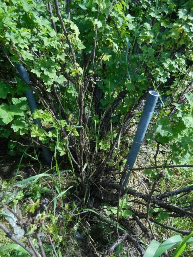 Ограждение для крыжовника. Под кустами смородины. Шпалерная формировка крыжовника. Под кустами смородины. Подвязка ежевики.