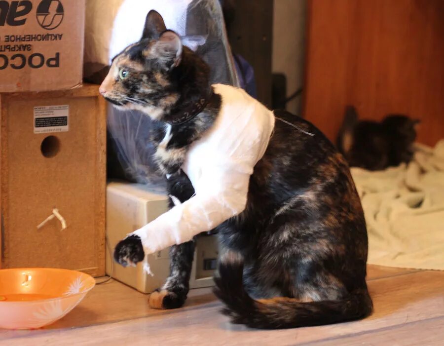 Кот сперевязаной головой. Кот с перевязанной нолоаец. Кот с перебинтованной головой. Котенок завернутый в одеяло. Кот перебинтованный смешной.