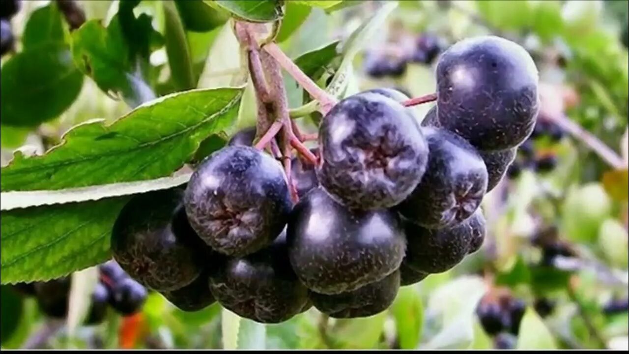 Арония черноплодная куст. Арония мичурина. Ягоды похожие на черноплодку. Черноплодная рябина дерево. Арония черноплодная «викинг».