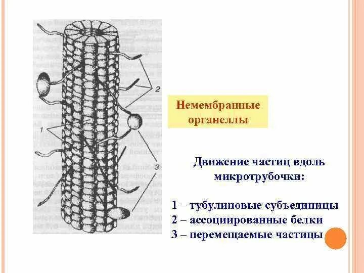 4 микротрубочки. Микротрубочки строение рисунок. рис 28 строение микротрубочки. строение клетки микротрубочки. схема строения микротрубочки.