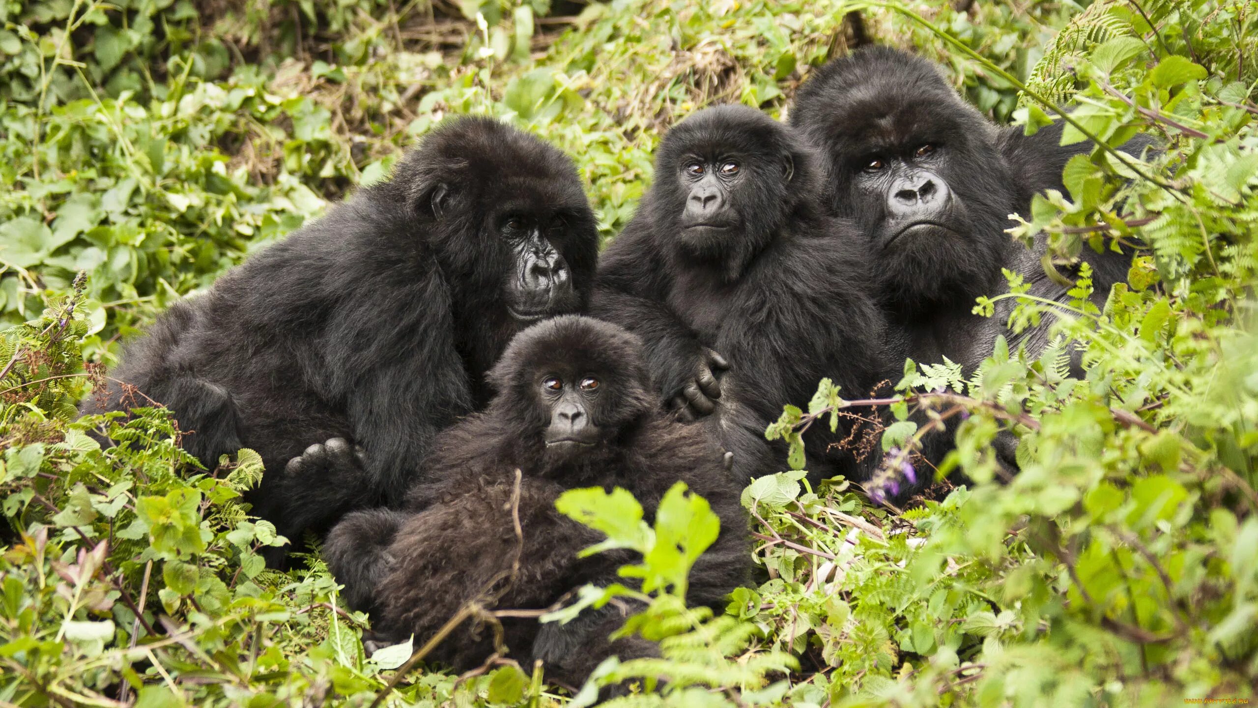 Горная горилла. Национальный парк горилл Мгахинга. Руанда гориллы. Западная равнинная горилла.