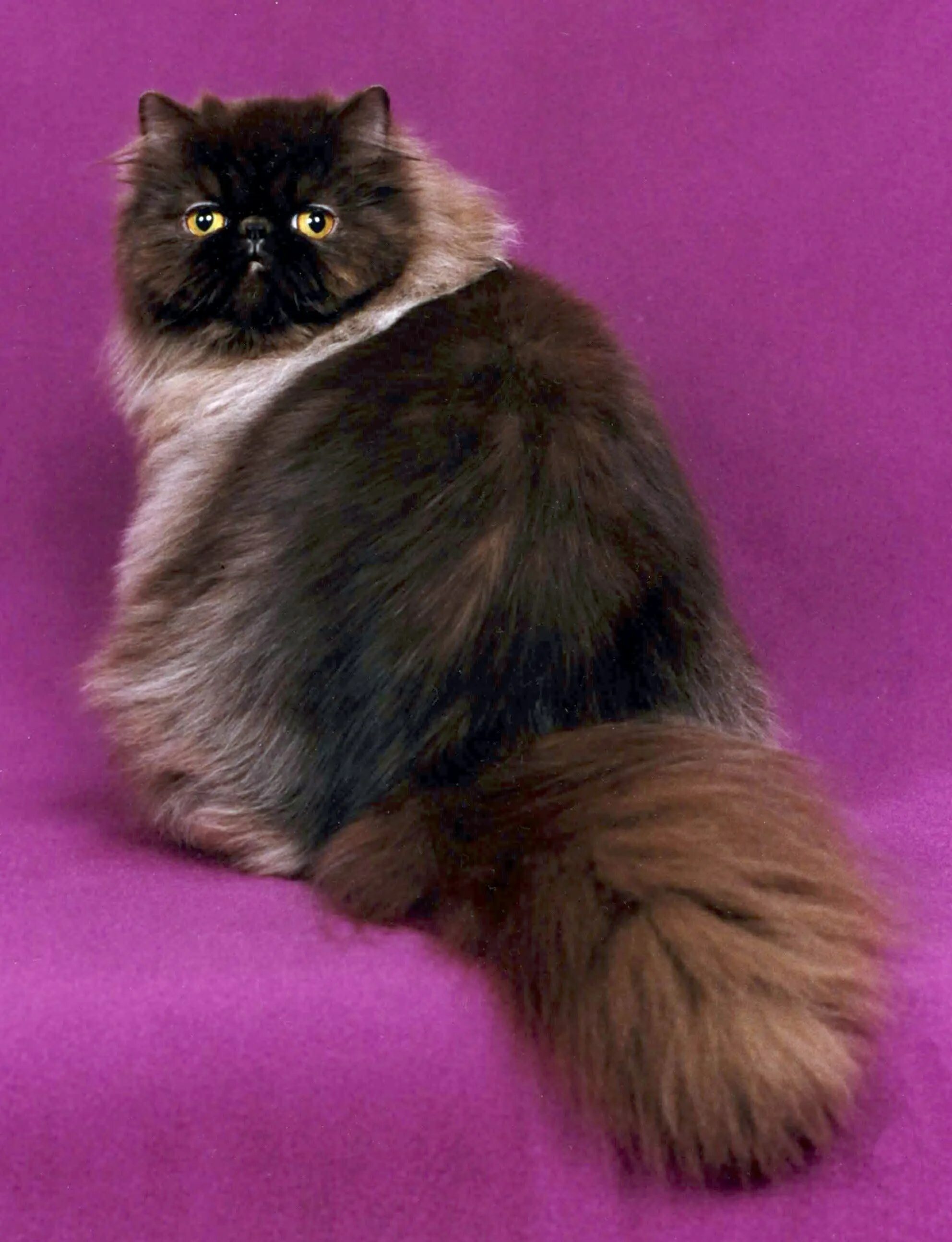 Персидская длинношерстная кошка. Экзот шиншилла длинношёрстная. Персидская длинношерстная шиншилла. Перс экзот длинношерстный. От персидской кошки с шоколадной окраской