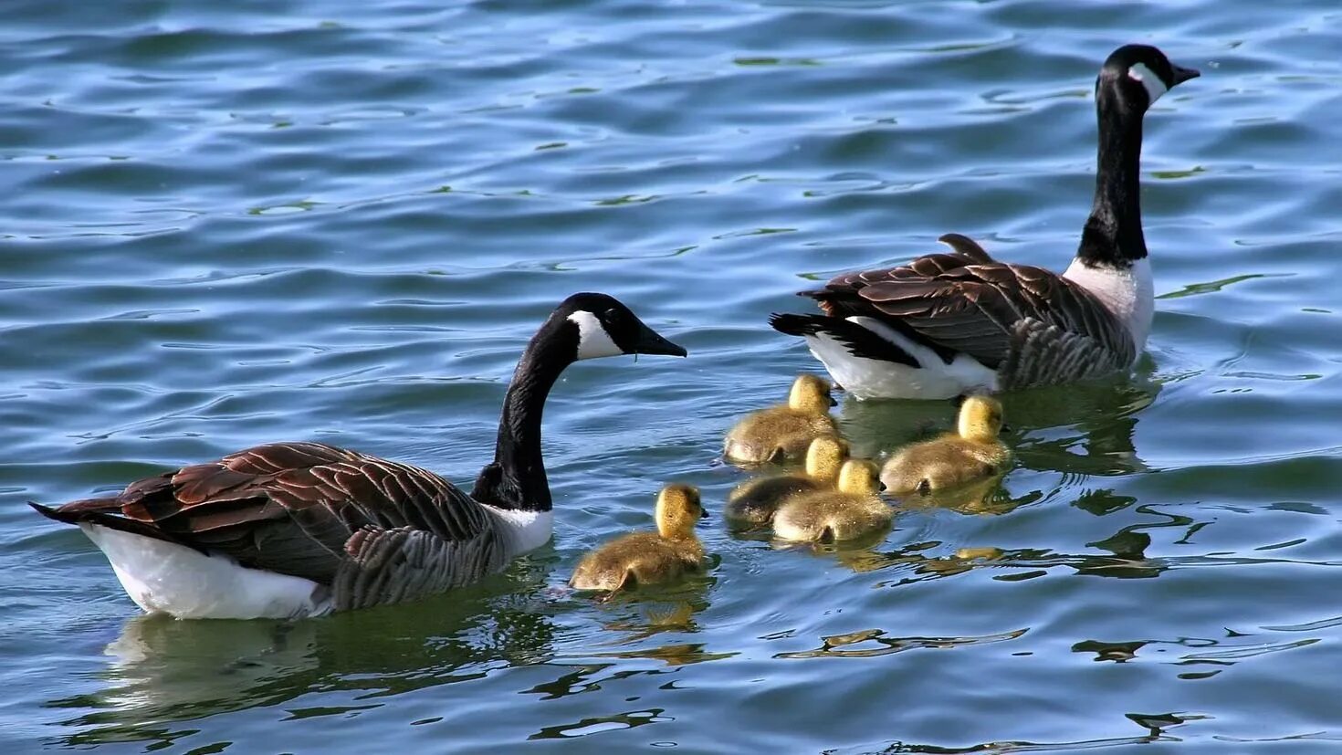 Утка гусь дикая. Утка барбари. Селезень утка гусь лебедь. Утка гусь дикая. Серый гусь гуменник.