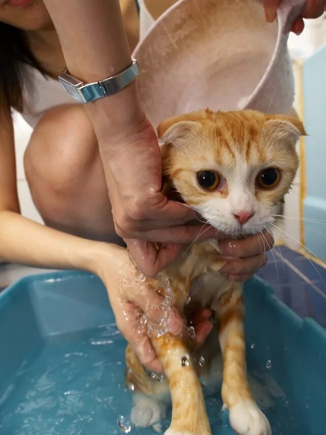 Как мыть кошечек