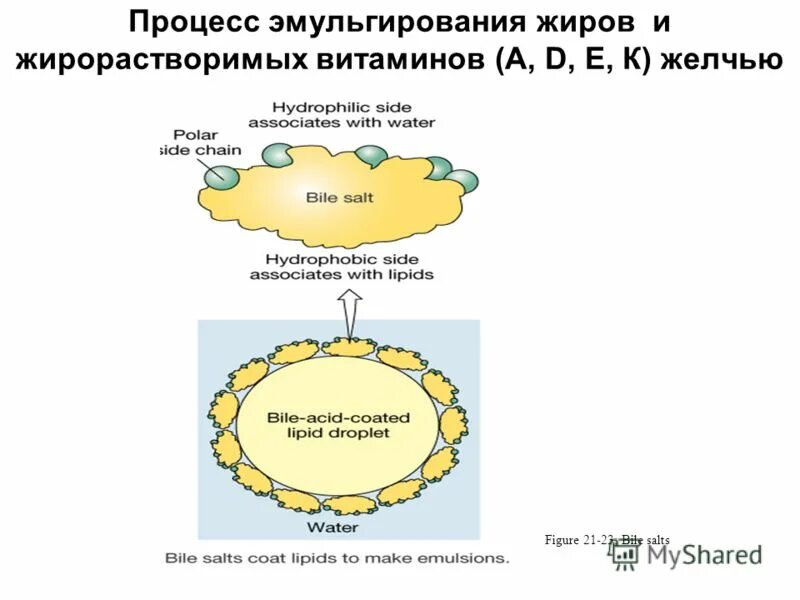 Процесс эмульгирования жиров. В процессе эмульгирования липидов происходит. Эмульгирование жиров желчными кислотами. Какой процесс происходит под действием желчи