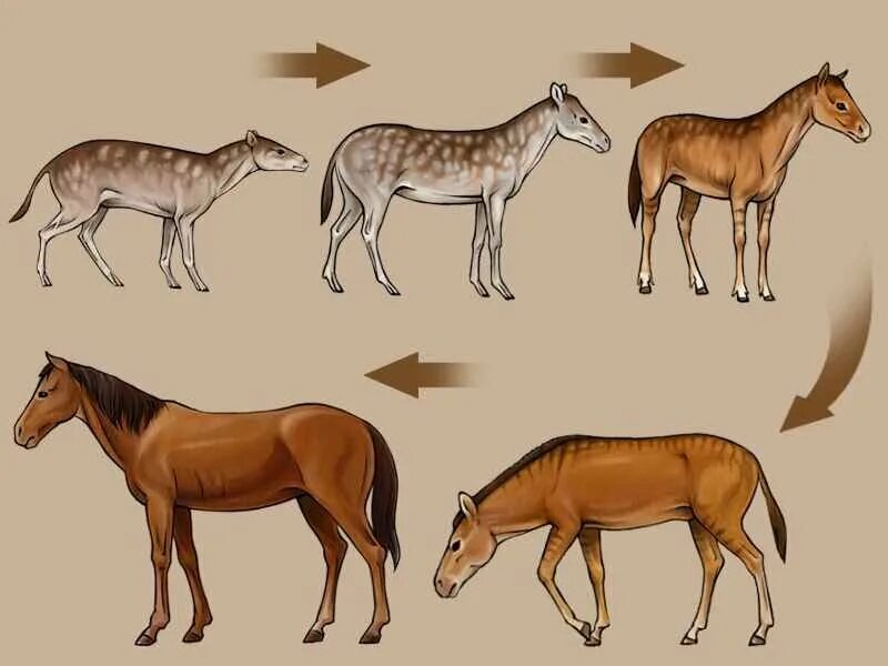 Филогенетический ряд лошади. Филетическая Эволюция лошади. Филогенетичечкийряд лошади. Эволюция филогенетический ряд лошади.