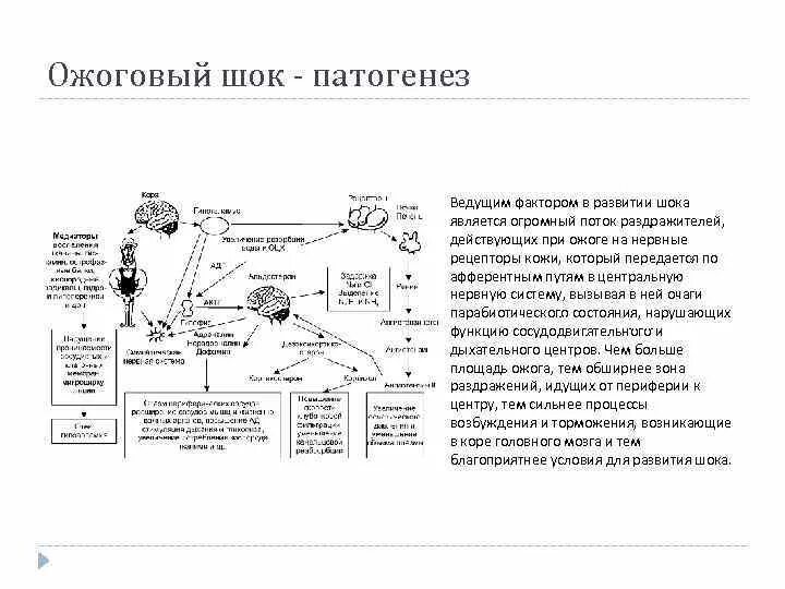 Схема механизма развития ожогового шока. Схема механизма развития ожогового шока. Развитие ожогового шока. Патогенез ожогового шока схема. Ожоговый шок развивается при поражении:.