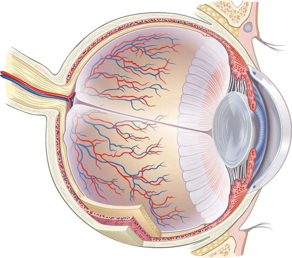 Кровообращение зрения. Стекловидное тело глаза анатомия. Сосуды сетчатки глаза анатомия. Строение стекловидного тела глаза. Анатомия стекловидного тела глазного яблока.