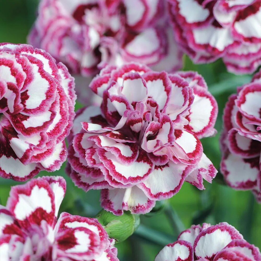 Какая гвоздика лучше. Гвоздика Dianthus. Садовая гвоздика (Dianthus caryophyllus). Гвоздика бургунди Диантус. Гвоздика Диантус сорта.