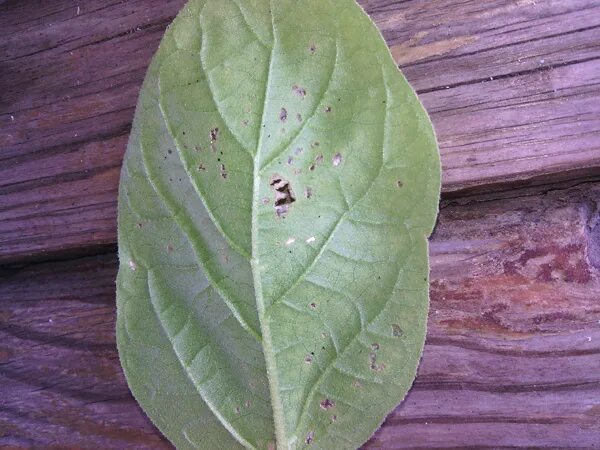 Черные точки на листьях перца. Дырки на листьях баклажанов. У антуриума дырки на листах.