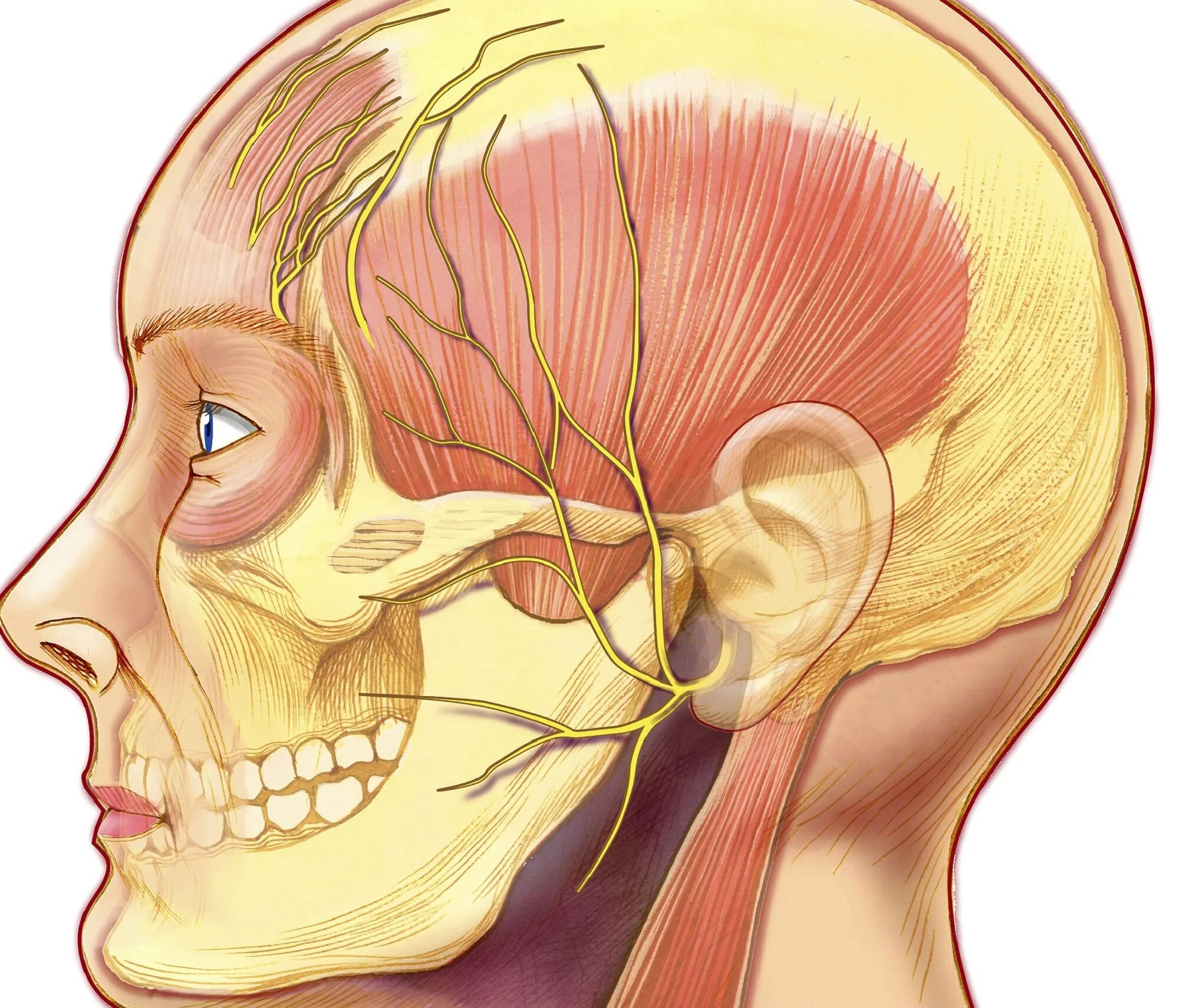 Тройничный нерв. Trigeminal nerve. Нижнечелюстной нерв тройничного нерва. Нервы лица.