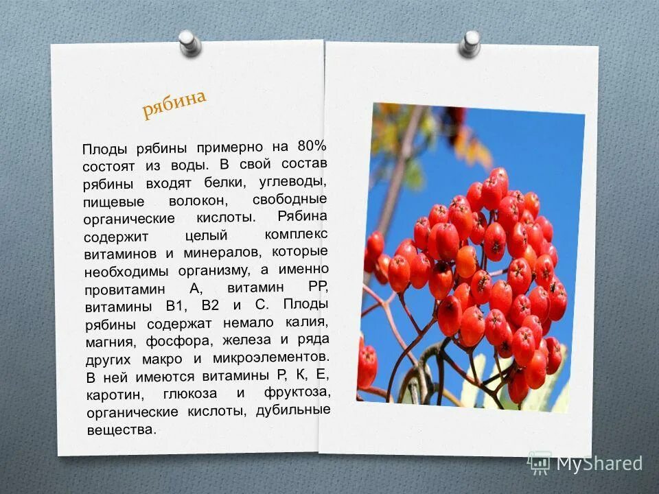 Рябина состав. Рябинке по составу. Разобрать слово по составу рябинке. Рябь проверочное слово. Предложение про рябину 3 класс.