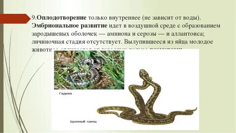 Оплодотворение у рептилий