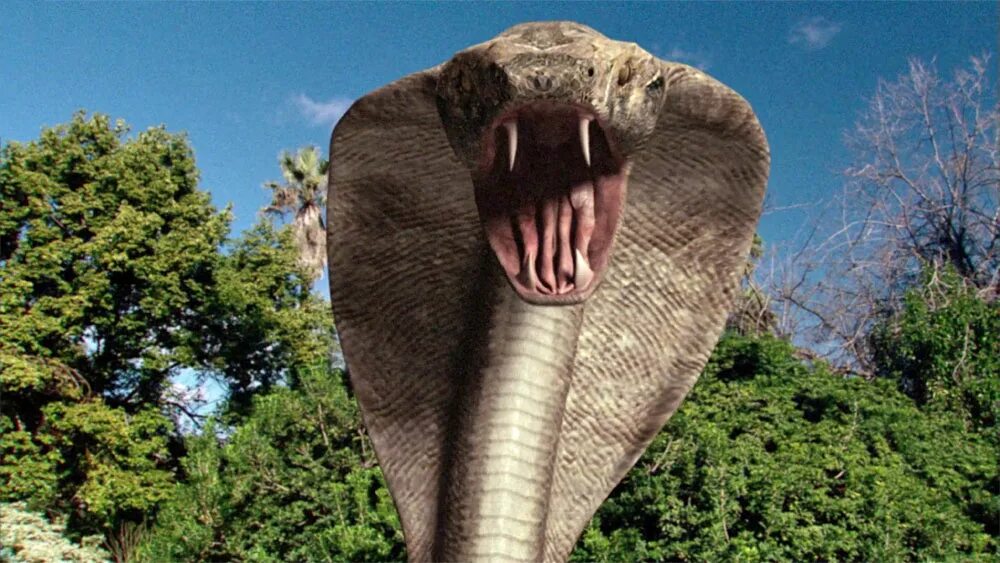 Komodo vs cobra 2005. Комодо кобры. Комодо против кобры. Комодо против кобры. Комодо против кобры.