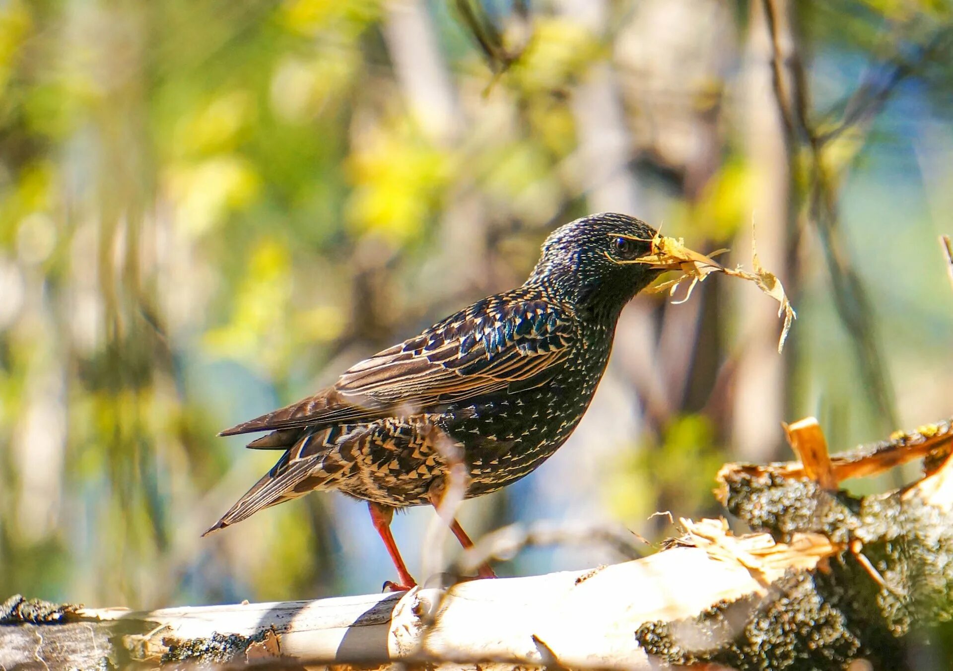 скворец гусеница. насекомоядные птицы скворец. скворец питается. скворец гусеница. скворец гусеница.