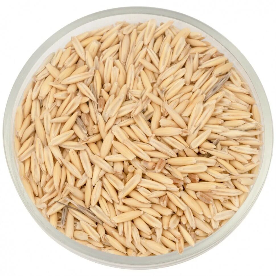 Крупа овсяная недробленая. Крупа овсяная недробленая. Овес и крупа овсяная. Овсяная крупа недробленая это перловка. Овес и крупа овсяная.