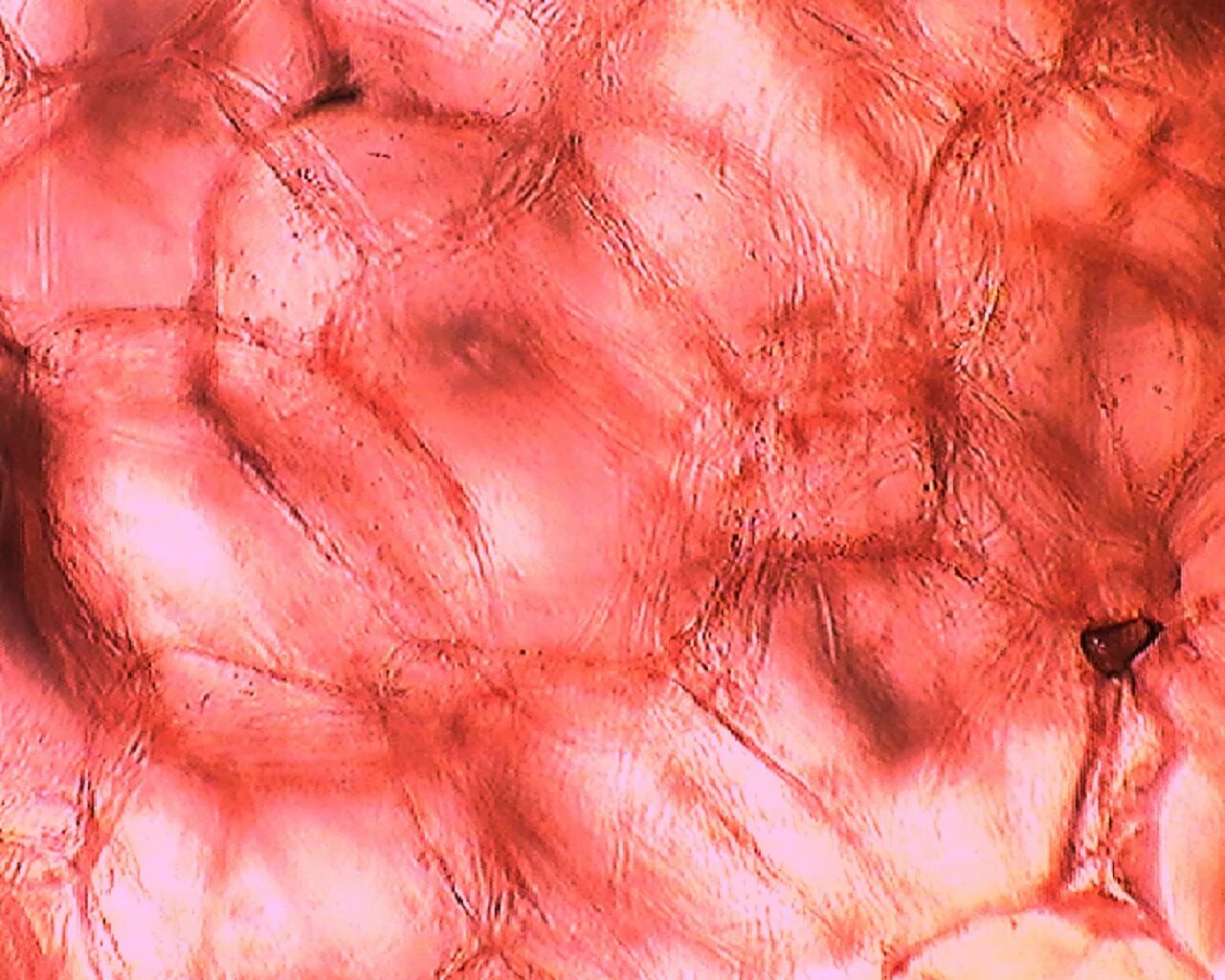 Увеличение больших половых. Микропрепарат мякоти томата. Клетки мякоти томата под микроскопом. Мякоть томата под микроскопом. Клетки томата под микроскопом.
