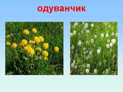 Луг похож