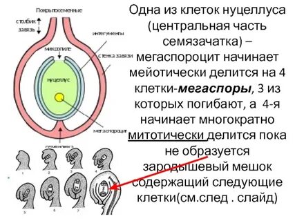 Яйцеклетка в цветке расположена