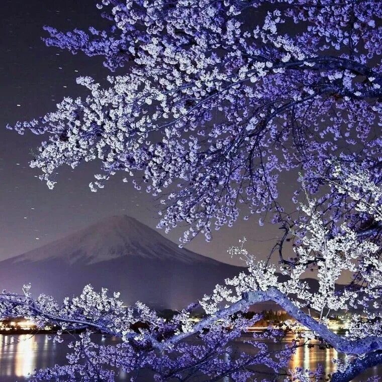Сакура ночью. Гора Фудзияма в Японии. Сакура. Фудзи. Япония цветение Фудзи. Сеул Южная Корея Сакура.