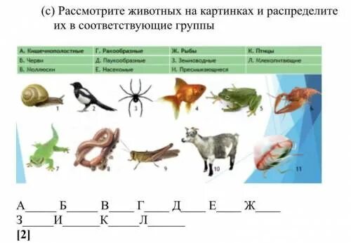 Распределите их на группы. Опишите обитателей Оронтур Пауль. Распределите представленные изображения по соответствующим группам