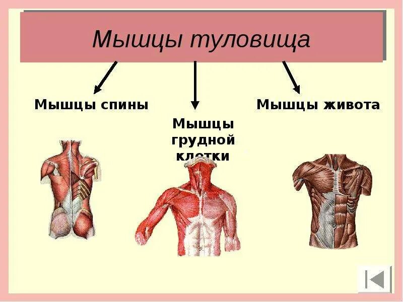 Класс мышцы. Мышцы туловища делятся на. Мышцы человека презентация. Мышцы туловища презентация. Презентация на тему мышцы человека.