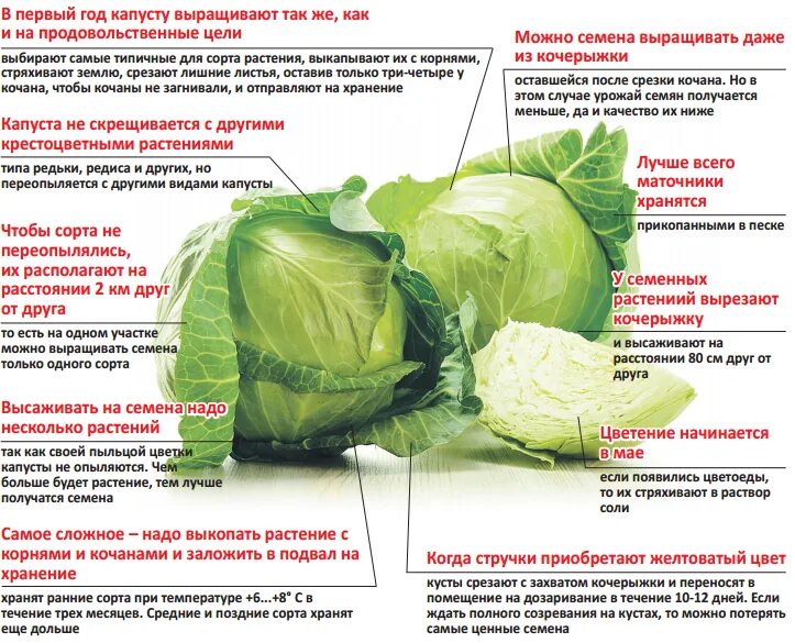Как определить капуста