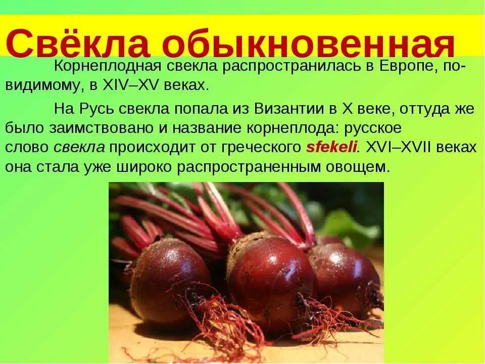 Свекла польза и вред отзывы. Свекла. Свекла для презентации. Свекла описание. Доклад свекла.