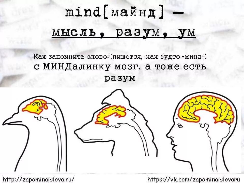 Мозгов тоже. Mind перевод. Май майнд перевод. Предложения с Mind. Mind перевести на русский.