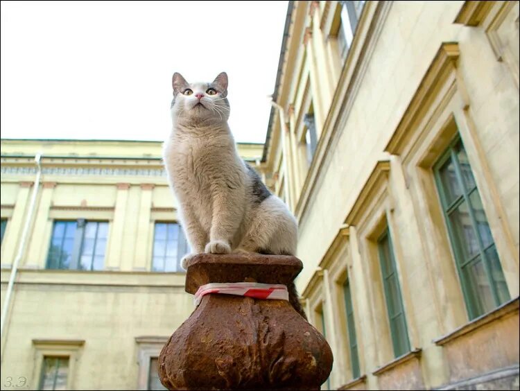 Эрмитаж коты. Эрмитажные коты. эрмитаж санкт-петербург коты. коты эрмитажа.