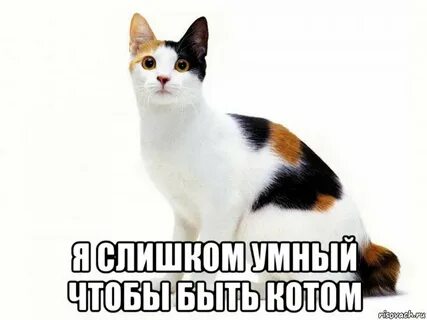 Кот мем 2024