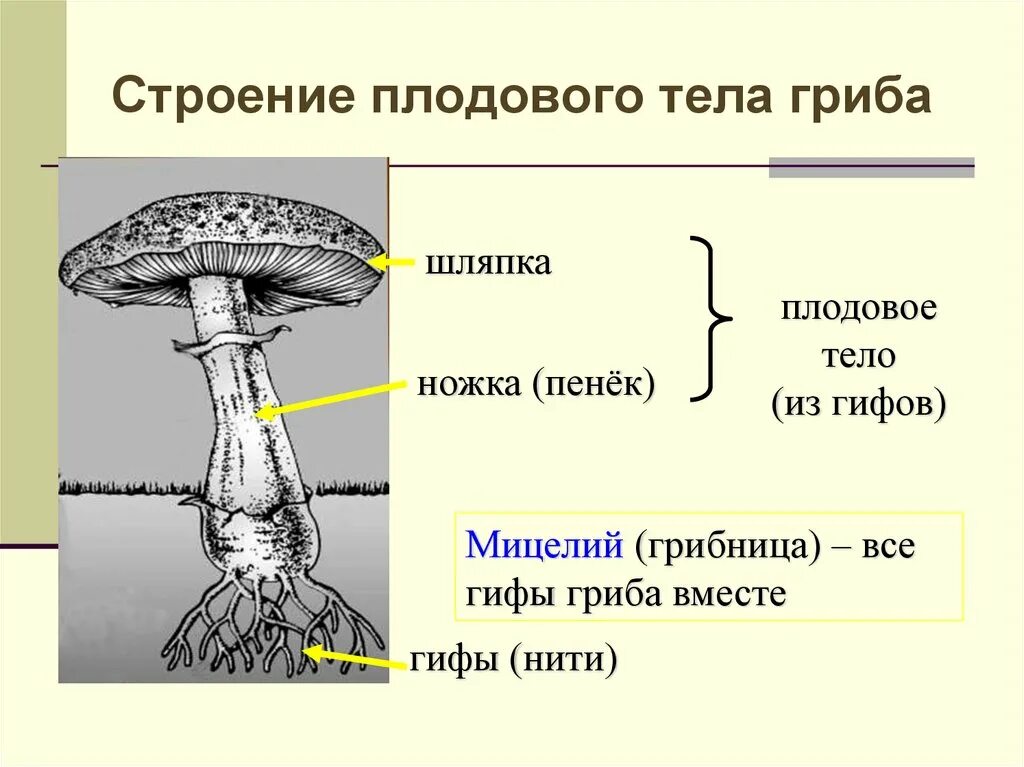 Тело гриба состоит из ответ. Строение шляпочных грибов 5 класс. Строение шляпочных грибов 5 класс биология. Схема плодовое тело шляпочного гриба. Строение шляпочного гриба 5 класс биология.