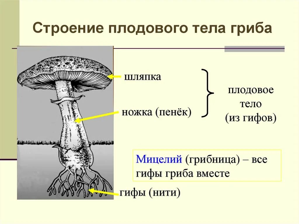Внешнее строение тела гриба. Схема строения шляпочного гриба 7 класс. схема плодовое тело шляпочного гриба.