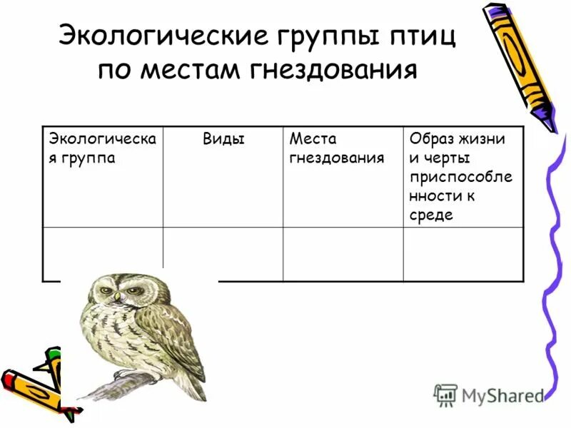 Экологические группы птиц таблица. Экологические группы птиц схема. Многообразие птицы экологические группы. Экологические группы птиц задания. Экологические группы птиц по месту обитания таблица