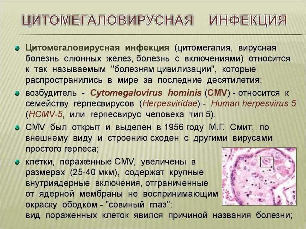 Герпетические инфекции клинические проявления. Основные клинические проявления гриппа. Вэб (вирус эпштейна-барр) симптомы. Нейротоксикоз при гриппе. Механизм воздействия вируса.