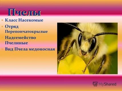 Пчела какая среда обитания