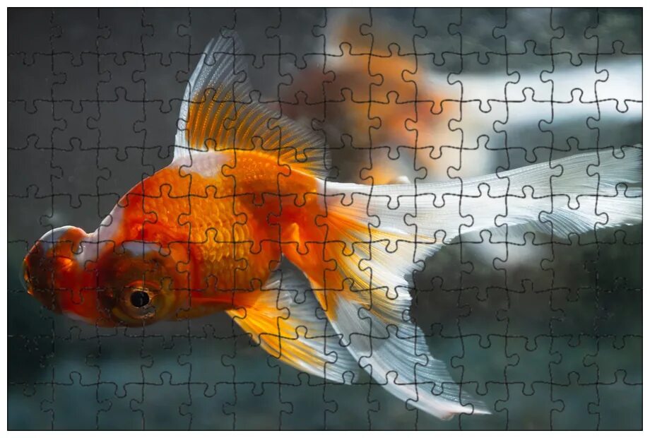 Demekin Goldfish. A cross between a ryukin and a telescope goldfish. Goldfish pl