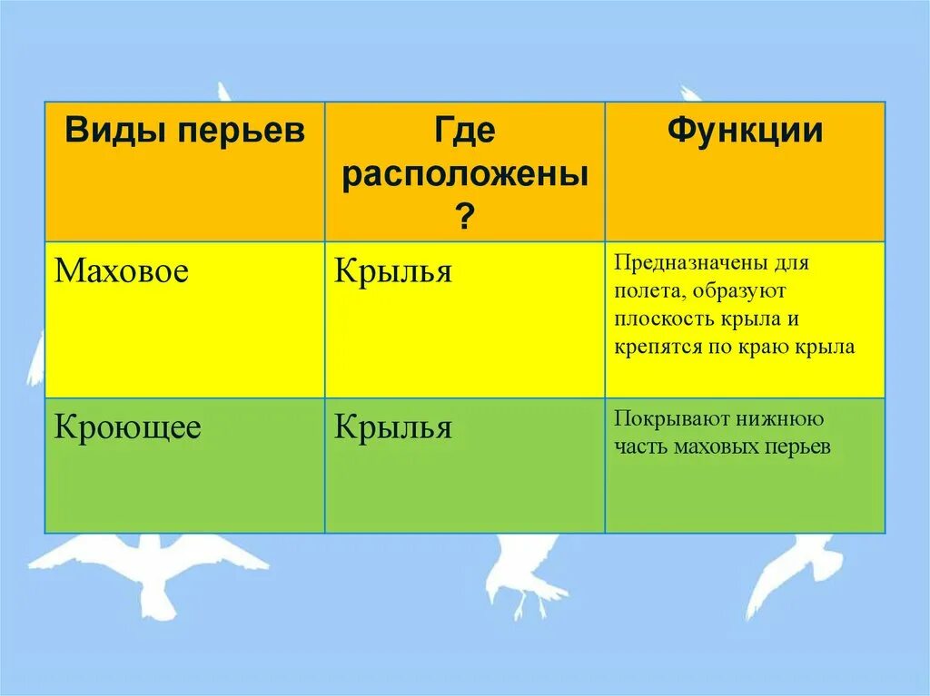 Функции птиц таблица. Виды перьев. типы перьев расположение. виды перьев таблица. типы перьев и их функции.