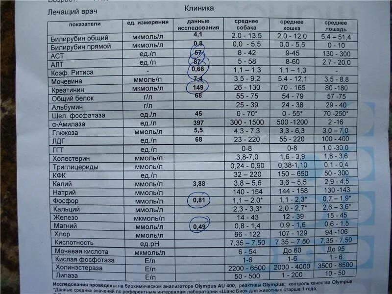 Мочевина что показывает в крови у женщин. Биохимия крови показатели креатин. Показатели мочи при почечной недостаточности. Показатели биохимии крови при почечной недостаточности. Показатели крови у собак.