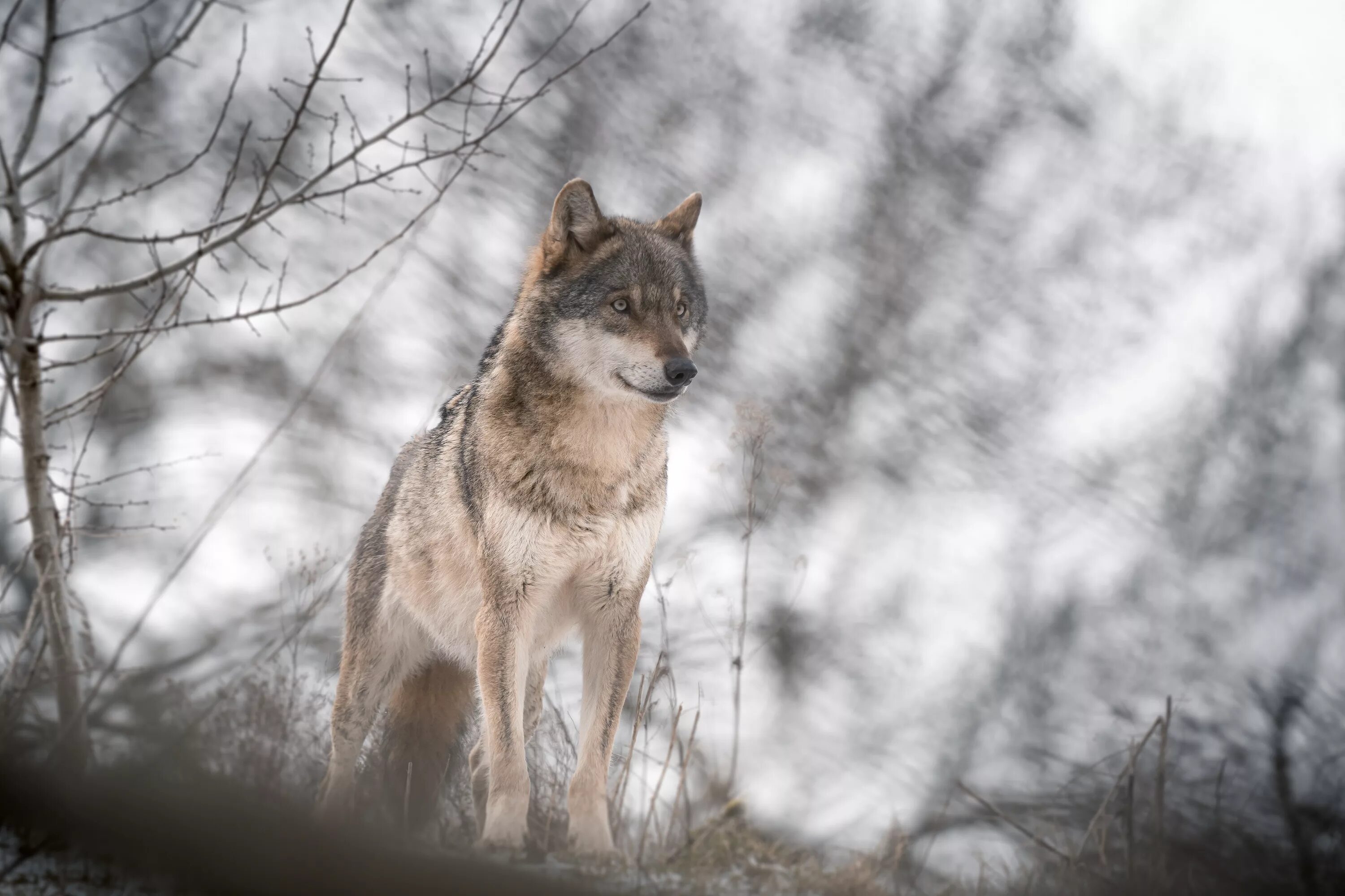 «Серый волк» (Сары Буре). Волк серый. Красивый волк. Волк обои.