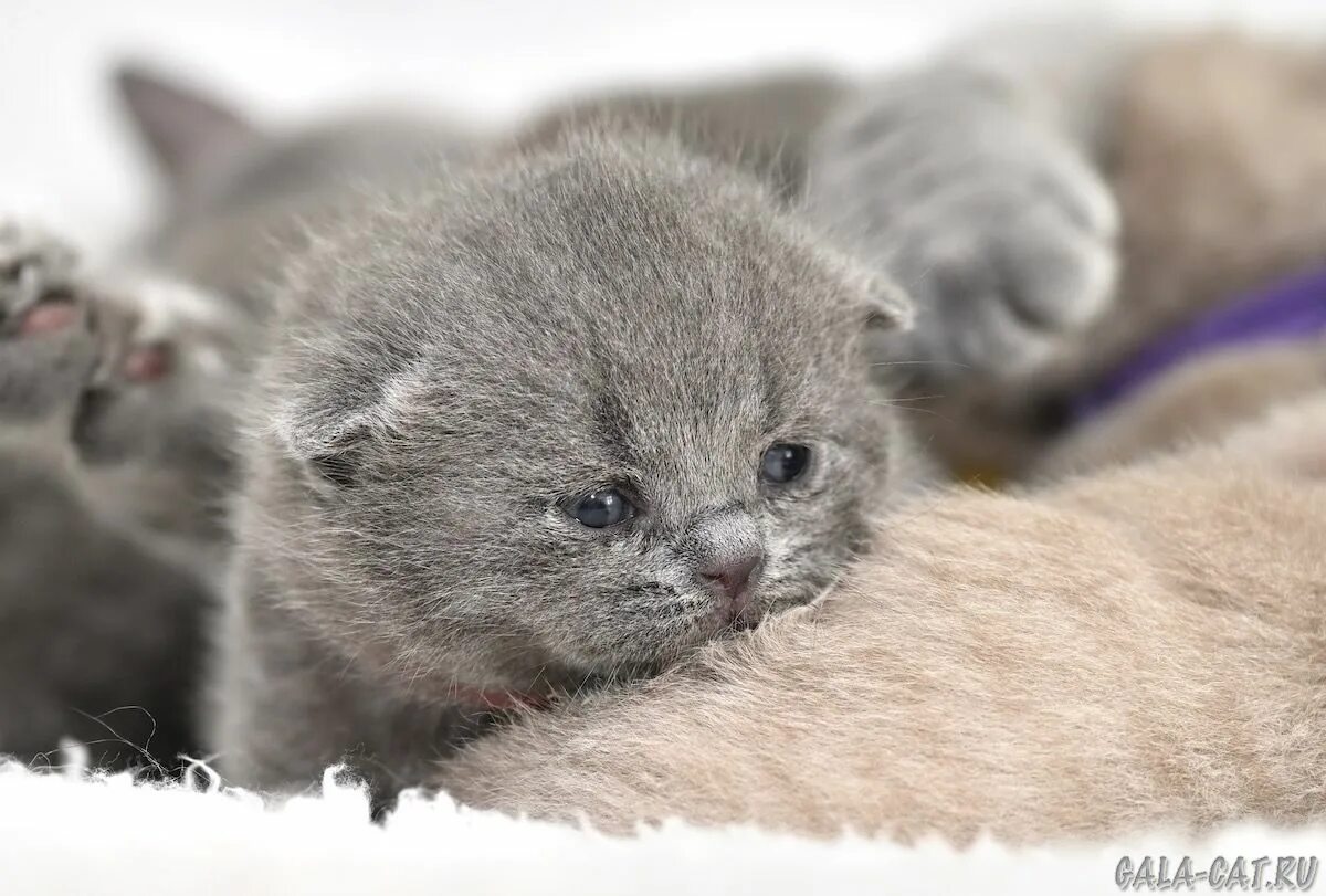 Британские котята в новгороде. Британские котята 1 месяц. невские котята пометы. котенок британец 2-3 месяца. котята на 14 день жизни.