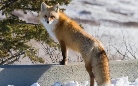Russian fox