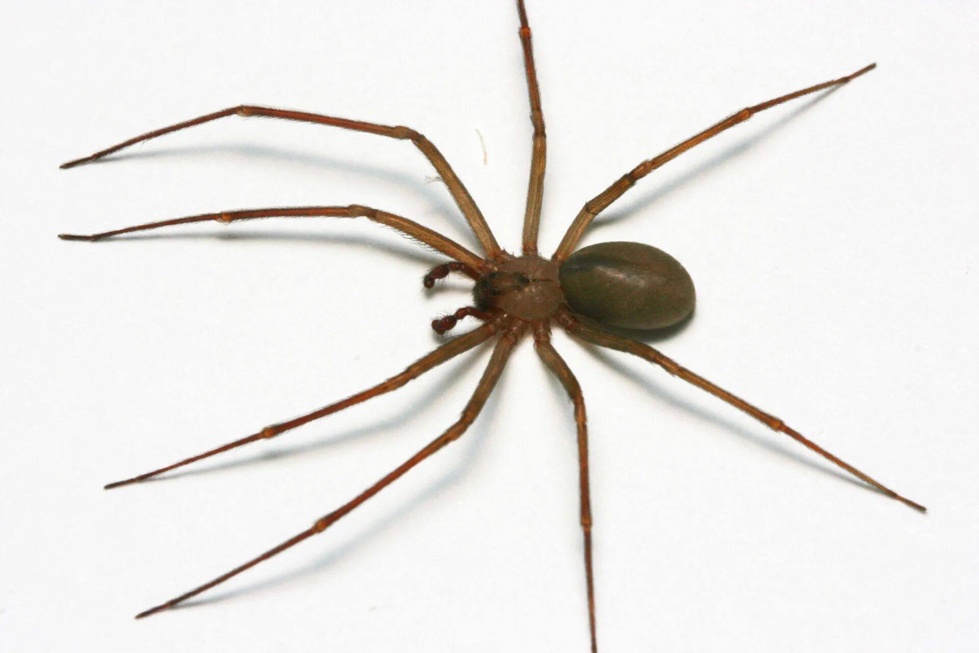 Определить вид паука. Коричневый паук-отшельник (Loxosceles reclusa). Loxosceles reclusa – паук отшельник. Brown Recluse паук. Brown Recluse Spider паук.