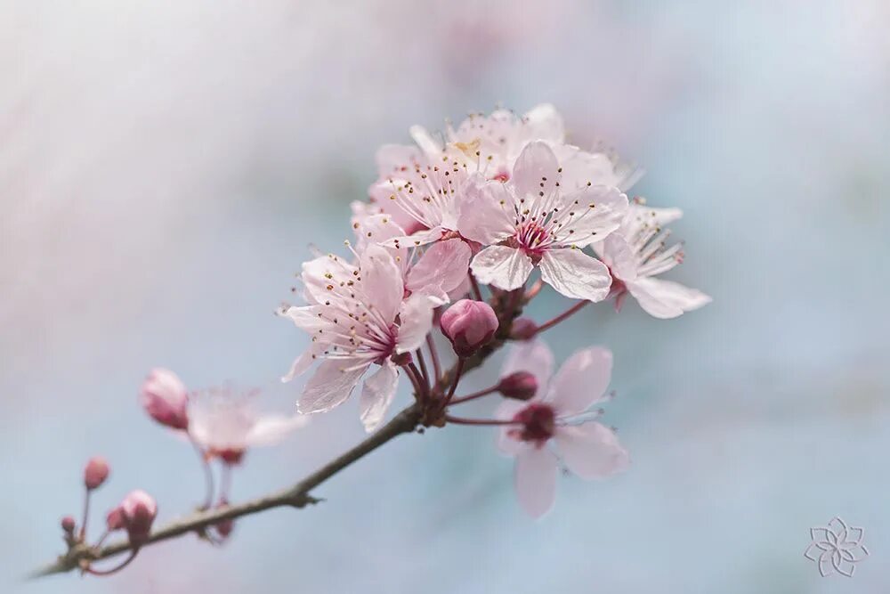 Учись у весны расцветай. Учись у весны расцветай. Учись у весны расцветай. Учись у весны расцветай. Учись у весны расцветай.