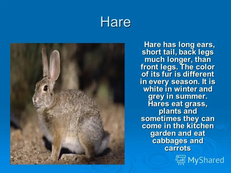 арабская лошадь вид сбоку. Be all ears. учебник 2 класс английский язык spotlight темы. Short ears перевод. I m all ears.