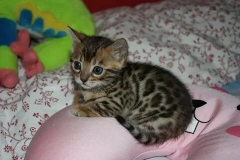 Бенгальская котенок 1 месяц
