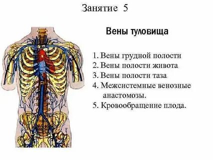 Вена клетка
