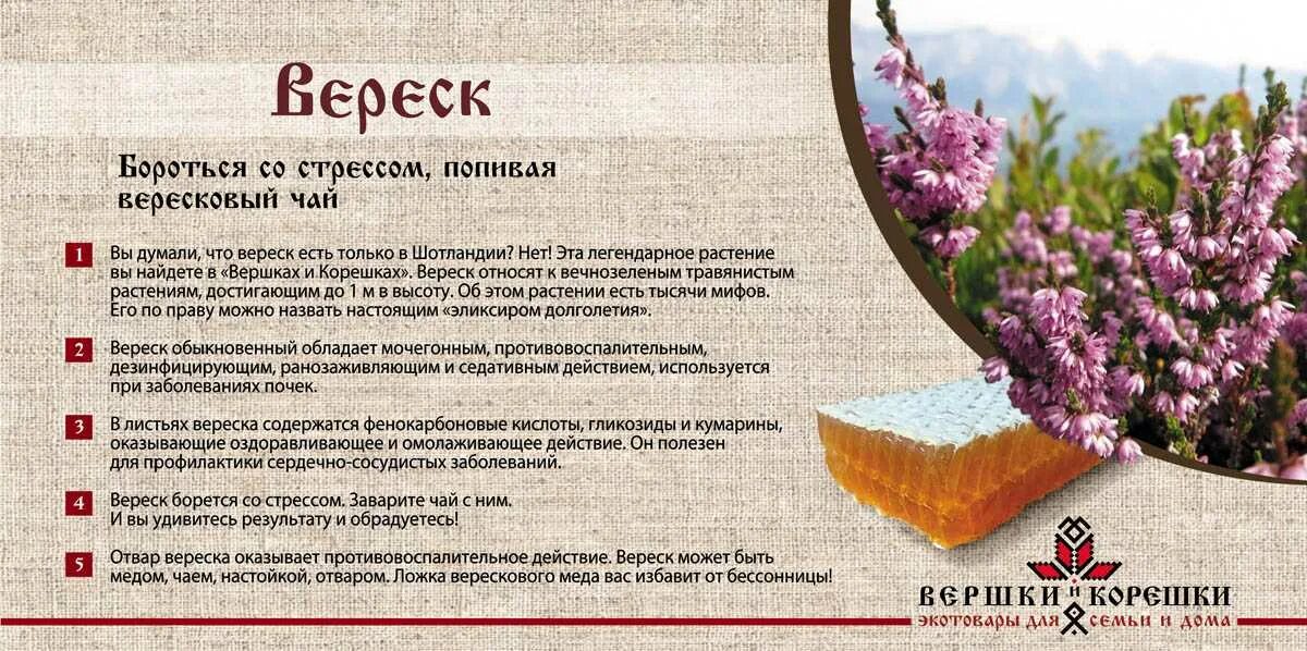 Вереск меню. Вереск обыкновенный описание растения. вереск полезные свойства. вереск лечебные свойства. цветок вереск описание.